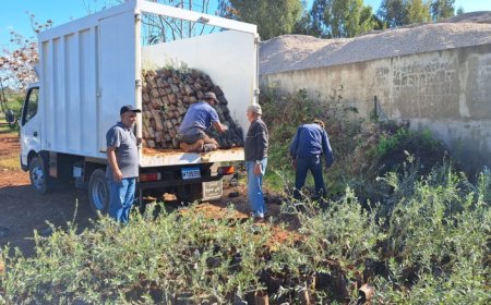 وزارة الزراعة أطلقت برنامج توزيع غراس الزيتون على المسجّلين في السجل الزراعي