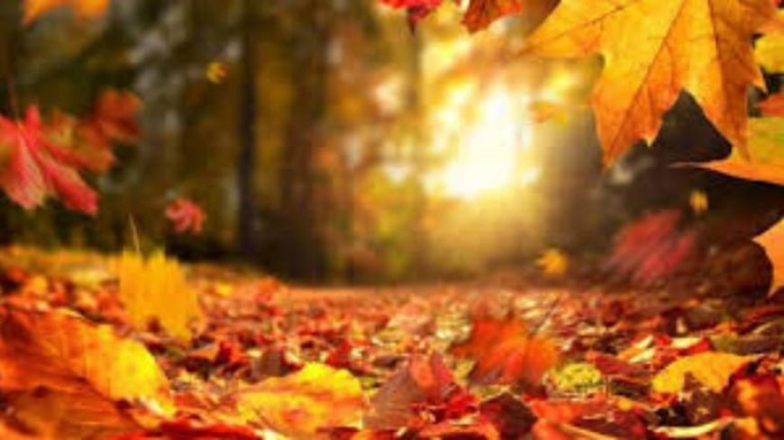 طقس غائم جزئيا.. وارتفاع بدرجات الحرارة