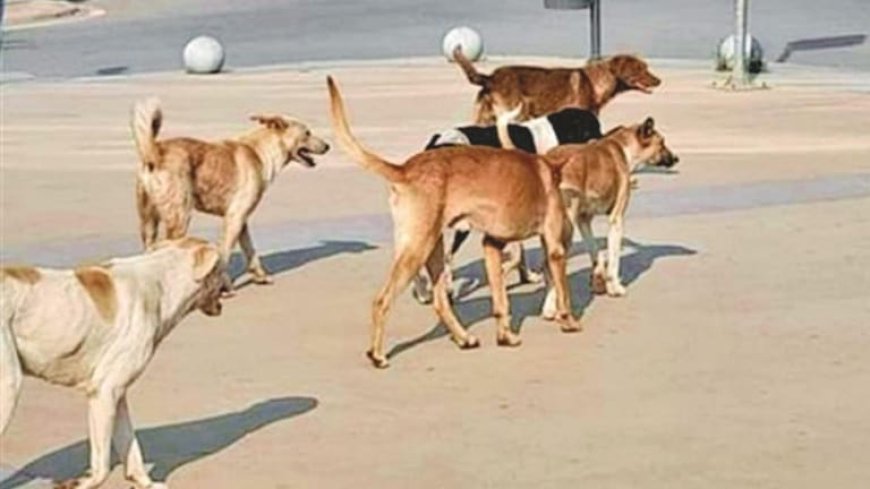 هل من حلول عملية لظاهرة الكلاب الشاردة؟