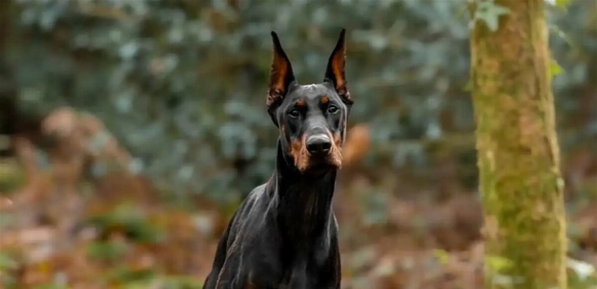 نجم يواجه التهديدات بشراء كلب