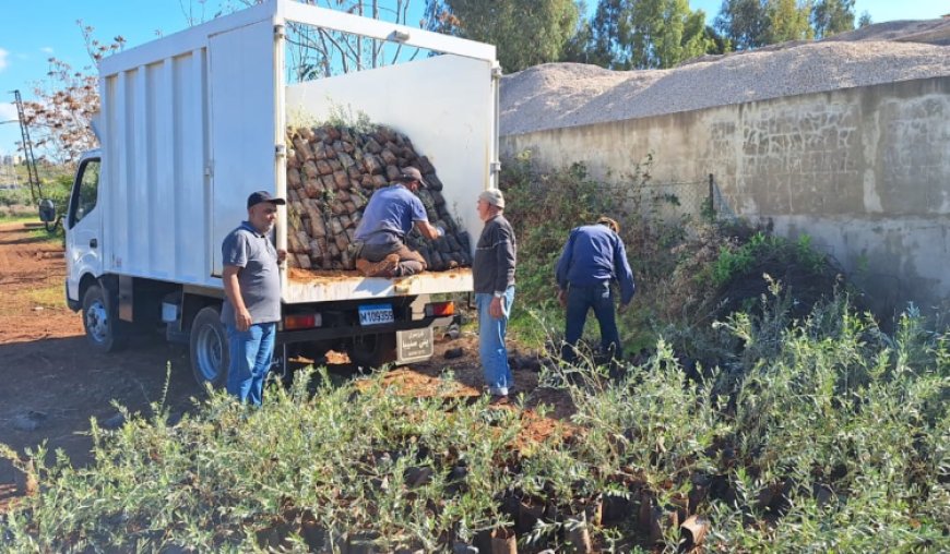 وزارة الزراعة أطلقت برنامج توزيع غراس الزيتون على المسجّلين في السجل الزراعي