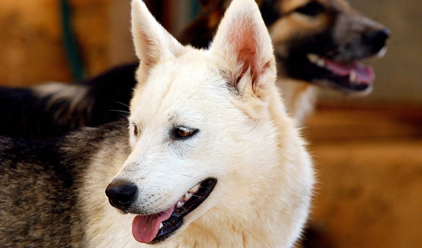 فيروس قاتل يُهدِّد الكلاب وأبناء آوى