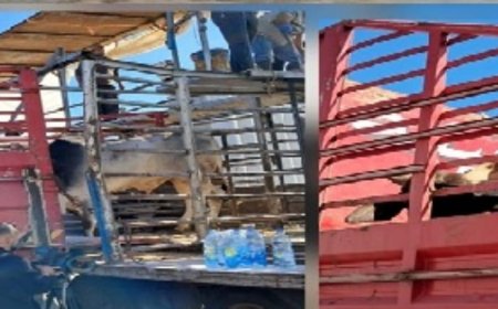 لمواكبة أعمال الحجر على الأبقار.. جولة لـ "الزراعة" في مرفأ بيروت