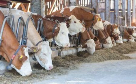 التفتيش المركزي يفتح تحقيقًا عاجلًا في انتشار الحمى القلاعية بين الأبقار