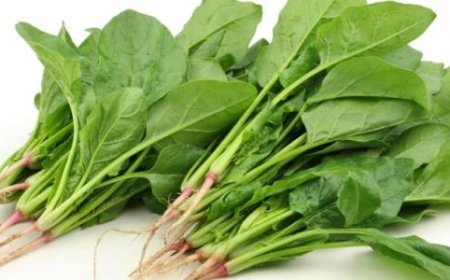 ما تأثير السبانخ على جسم الانسان؟.. هذا ما كشفته دراسة