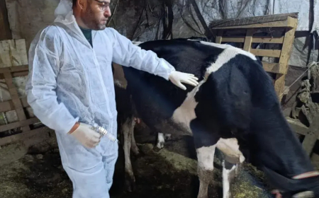 وزارة الزراعة: تلقيح نحو 31 ألف بقرة خلال ثمانية أيام ضمن الحملة الوطنية لمكافحة الحمى القلاعية