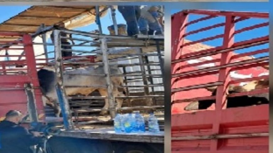 لمواكبة أعمال الحجر على الأبقار.. جولة لـ "الزراعة" في مرفأ بيروت