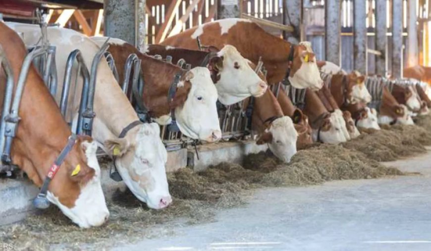 التفتيش المركزي يفتح تحقيقًا عاجلًا في انتشار الحمى القلاعية بين الأبقار