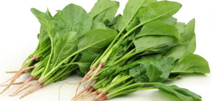 ما تأثير السبانخ على جسم الانسان؟.. هذا ما كشفته دراسة