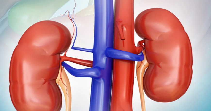 "كليتان".. برسم البيع!