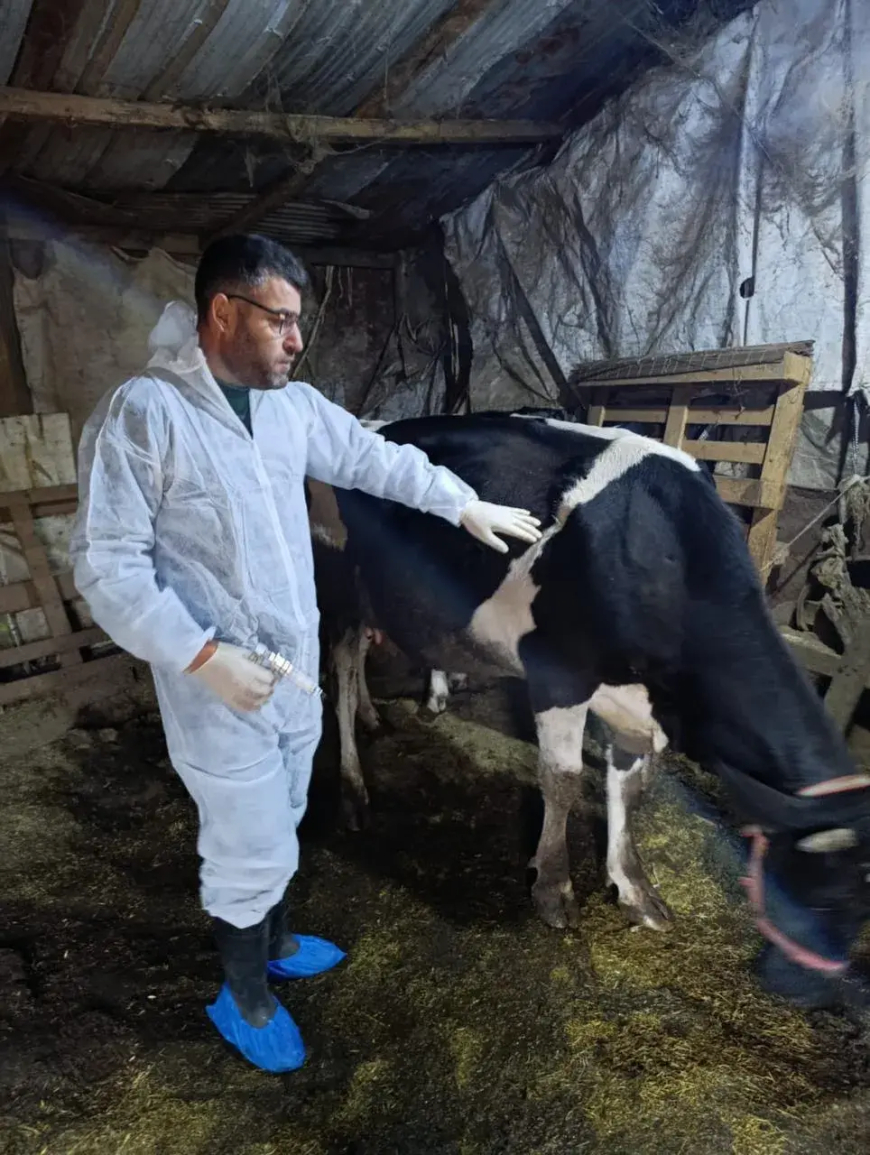 وزارة الزراعة: تلقيح نحو 31 ألف بقرة خلال ثمانية أيام ضمن الحملة الوطنية لمكافحة الحمى القلاعية