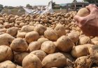 حول استيراد البطاطا المصرية.. هذا ما اعلنته وزارة الزراعة