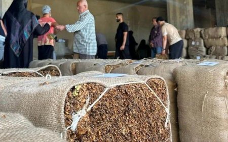 "الريجي" تبدأ في 21 كانون الثاني بتسلّم محاصيل التبغ في البقاع