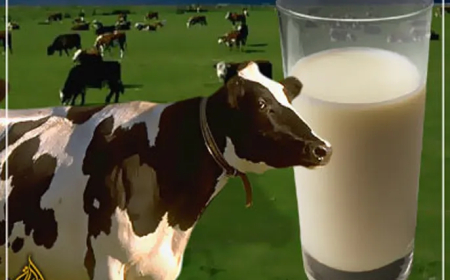 قرار لوزير الزراعة عن حليب الأبقار