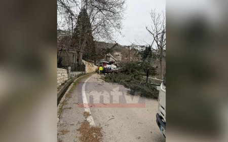 شجرة تسقط بسبب الرياح.. وتقطع الطريق