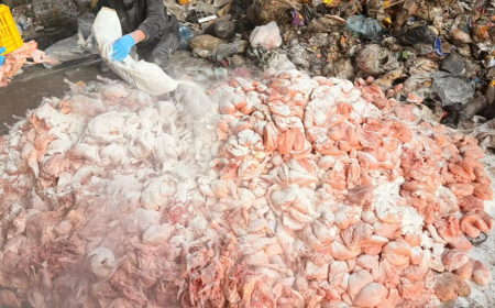 كمية كبيرة من الدجاج الفاسد.. هكذا ضبطت