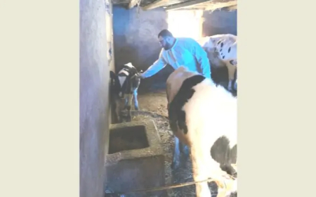 حملة التحصين ضد الحمى القلاعية تدخل مرحلتها الثانية بنجاح: حماية الثروة الحيوانية أولوية وطنية