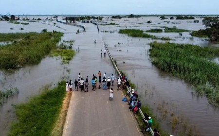 بالصور.. التماسيح في الشوارع