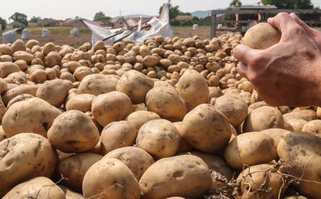 حول استيراد البطاطا المصرية.. هذا ما اعلنته وزارة الزراعة