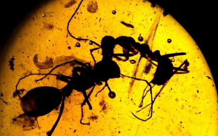 نملة منقرضة عمرها 40 مليون سنة.. تكشف حقائق علمية