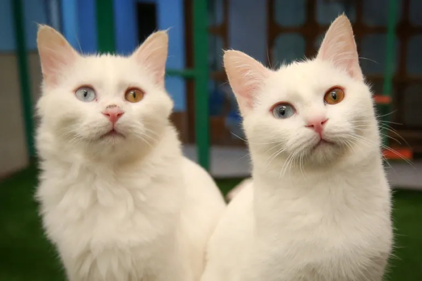 لعشاق القطط.. اليكم "فرصة العمر"