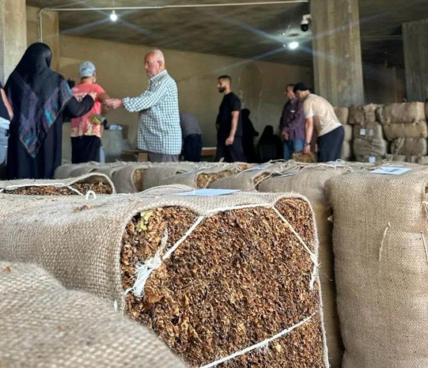 "الريجي" تبدأ في 21 كانون الثاني بتسلّم محاصيل التبغ في البقاع
