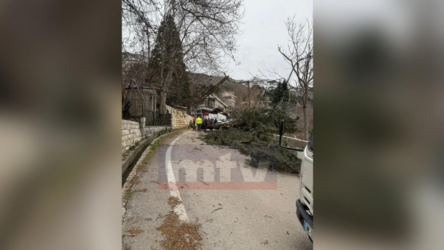 شجرة تسقط بسبب الرياح.. وتقطع الطريق