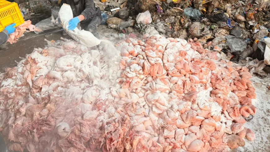 كمية كبيرة من الدجاج الفاسد.. هكذا ضبطت