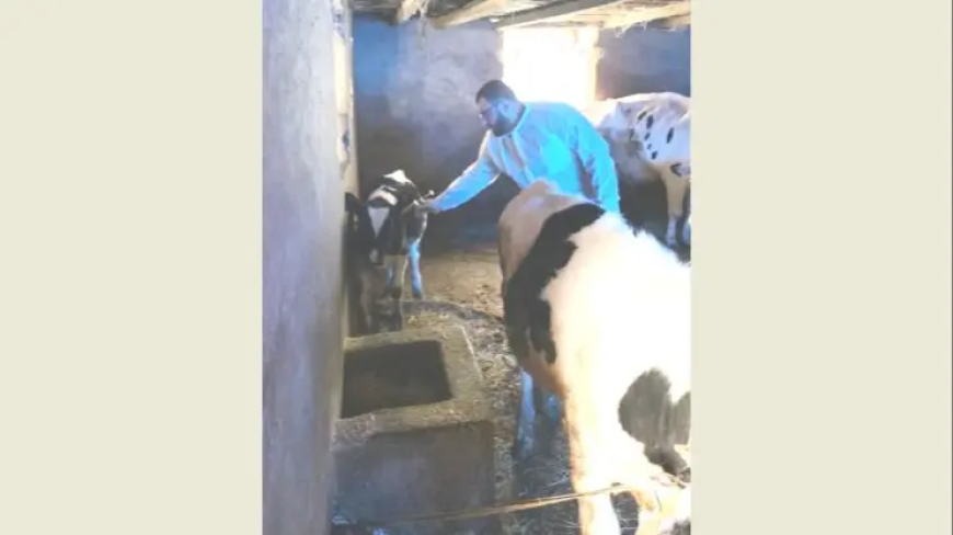 حملة التحصين ضد الحمى القلاعية تدخل مرحلتها الثانية بنجاح: حماية الثروة الحيوانية أولوية وطنية