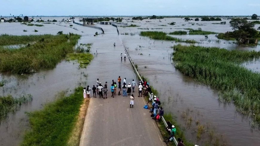 بالصور.. التماسيح في الشوارع