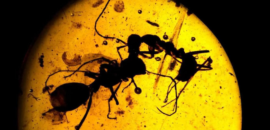 نملة منقرضة عمرها 40 مليون سنة.. تكشف حقائق علمية