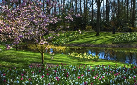 بعيدًا عن أمستردام… اكتشف هولندا الهادئة بين مدن التاريخ وقرى الزهور!