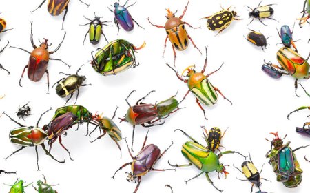 أعداد الحشرات تتراجع بشكل كبير.. وقلق من العلماء