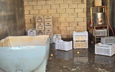 توم مغشوش بكميات كبيرة.. ومفرزة استقصاء البقاع تتدخل