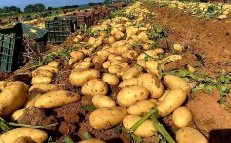 البطاطا على طاولة اجتماع وزير الزراعة