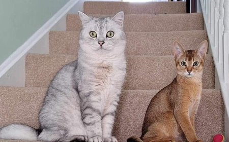 اكتشاف علمي.. هل يكون علاج السرطان عن طريق القطط المنزلية؟