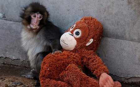 قرد يتحول إلى ظاهرة عالمية.. والجمهور يتعاطف