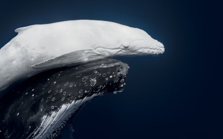 حوت يفوز بجائزة أجمل صورة