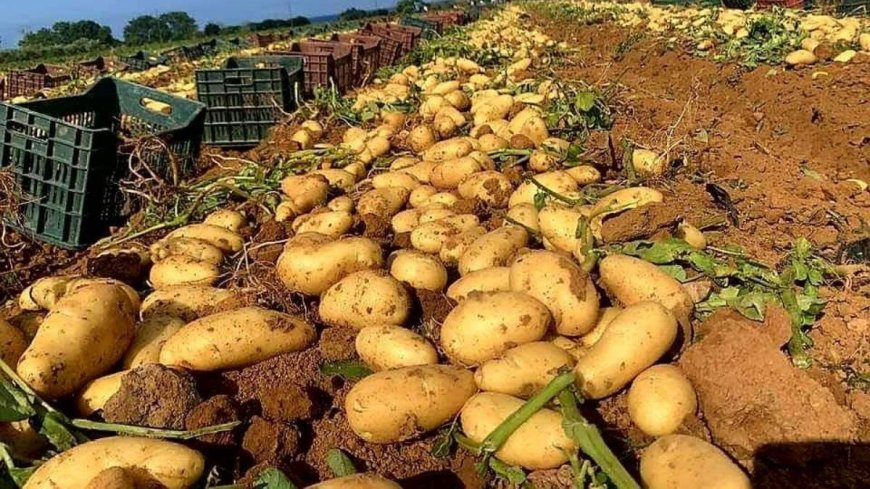 البطاطا على طاولة اجتماع وزير الزراعة