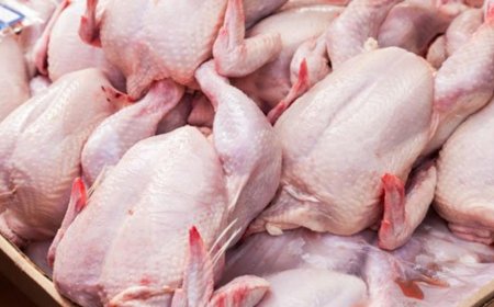 الدجاج متوفر في الأسواق