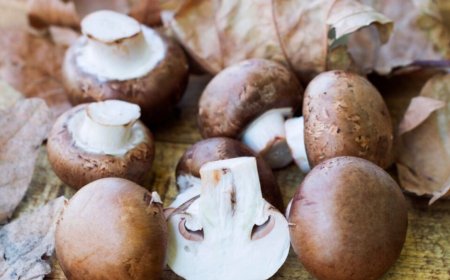 غني بالعناصر الغذائية.. اليكم أبرز فوائد الفطر