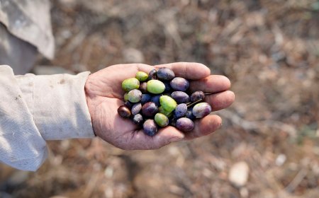 أضرار كبيرة للمساحات المزروعة في لبنان.. هذا ما كشفته الأرقام