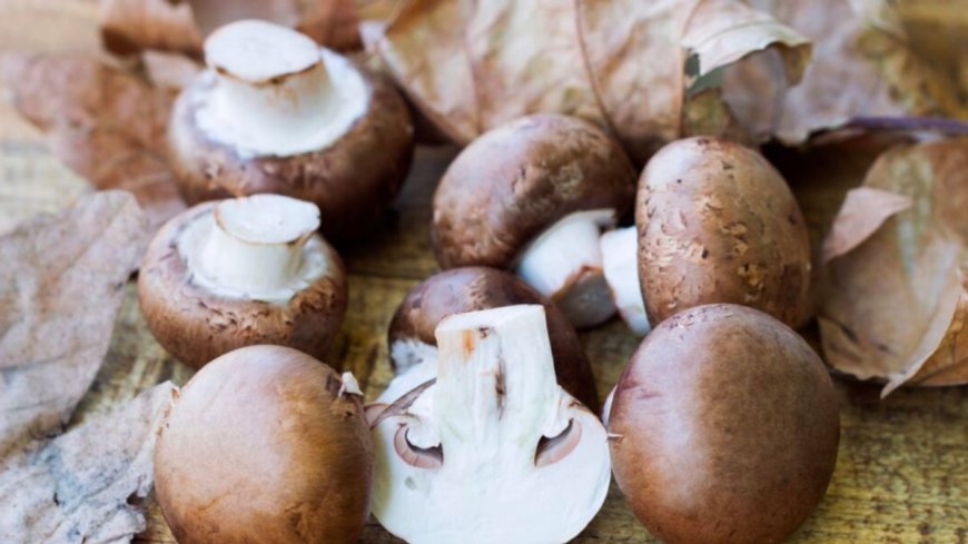 غني بالعناصر الغذائية.. اليكم أبرز فوائد الفطر