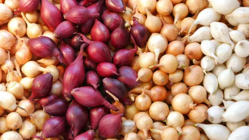 يحتوي على عناصر غذائية مفيدة للجسم.. ما لا تعرفونه عن فوائد البصل