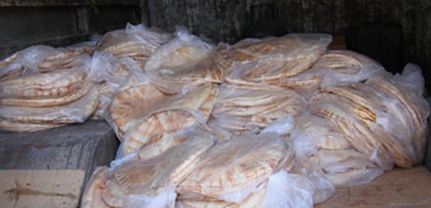 لا تغيير في سعر ربطة الخبز.. ماذا عن الوزن؟