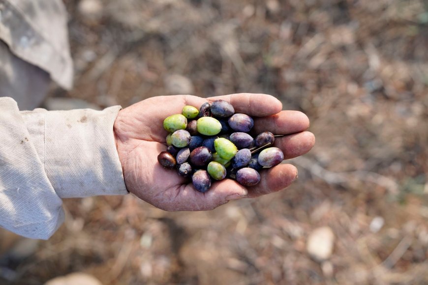 أضرار كبيرة للمساحات المزروعة في لبنان.. هذا ما كشفته الأرقام