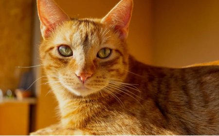 القطط تحت القصف: كيف تؤثر أصوات الصواريخ على حواسها وكيف نحميها؟