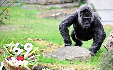بالصور.. أقدم غوريلا بالعالم تحتفل بعيد ميلادها