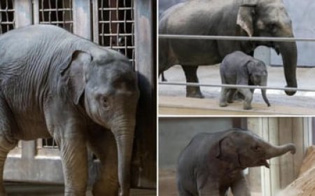 أنثى فيل تثير الجدل!