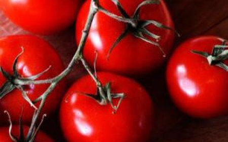 تعزز مناعة الجسم.. فوائد كثيرة للبندورة